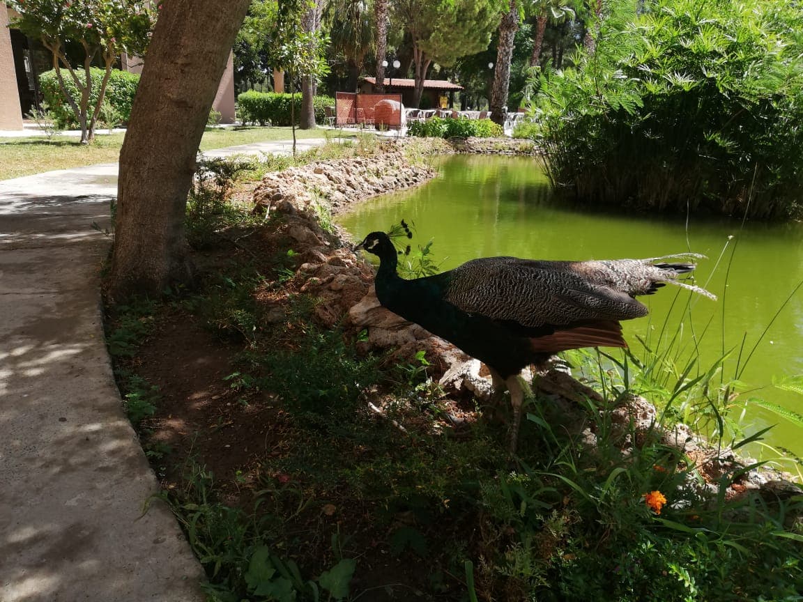 Megasaray Resort Side - photo 10