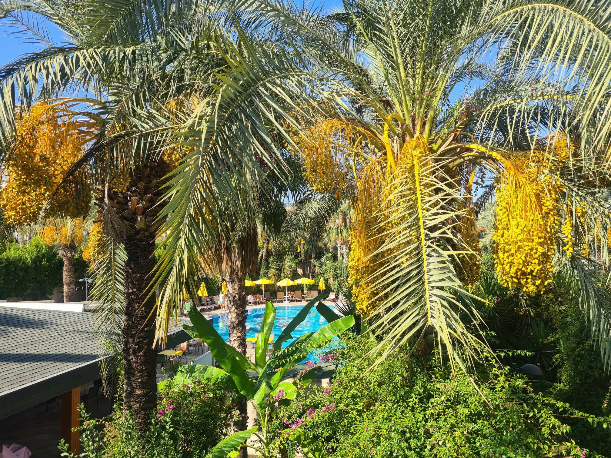 Calimera Hane Garden Hotel - photo 4