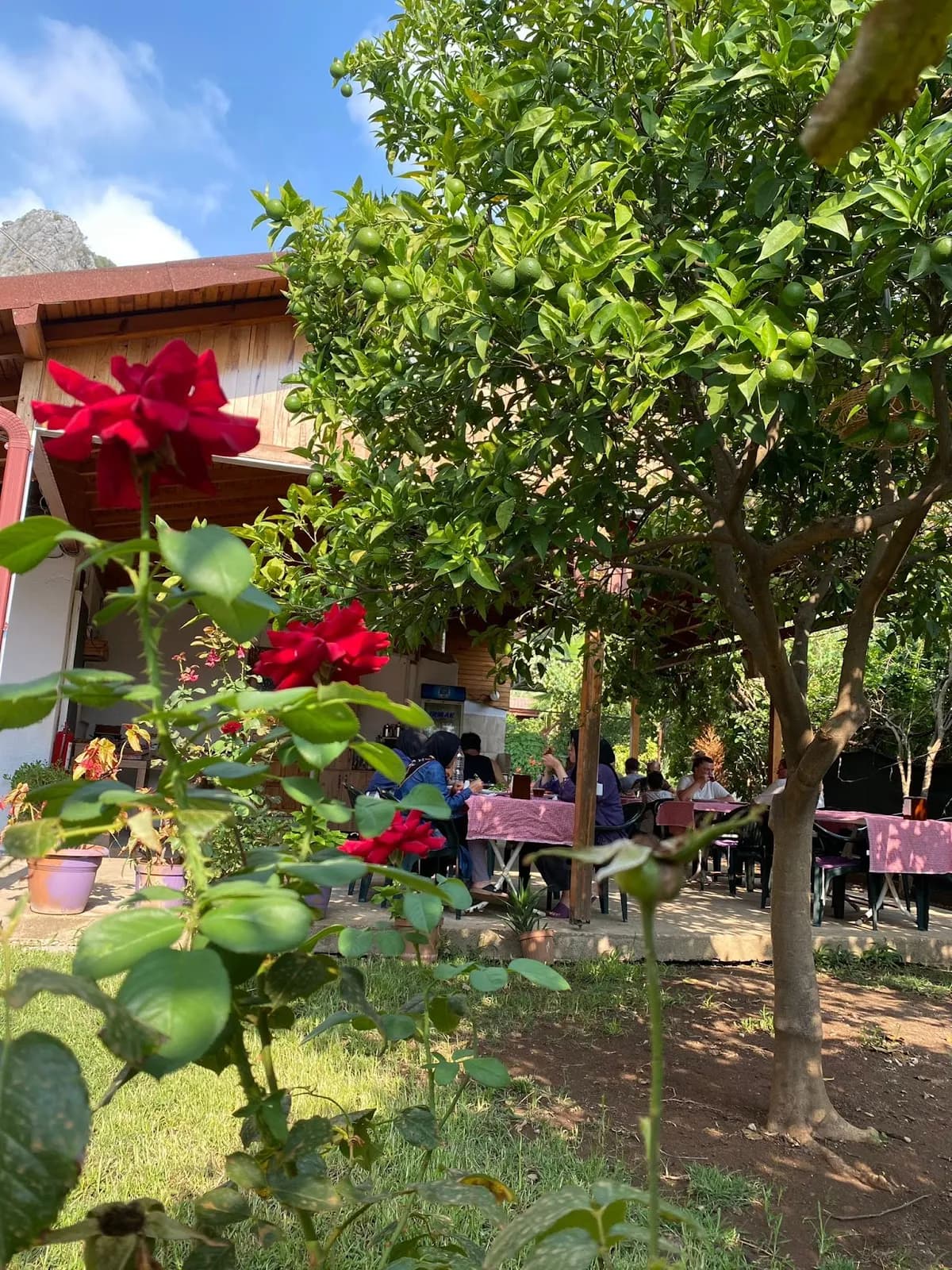 Çıralı Irmak Hotel - photo 6