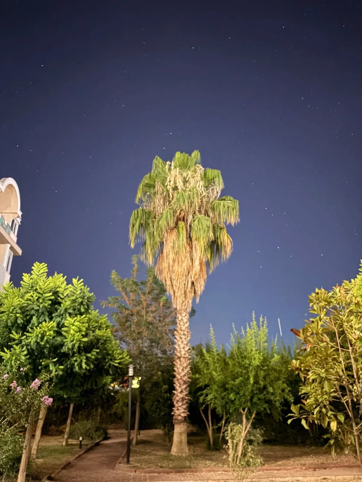 Amon Hotel Belek - photo 4