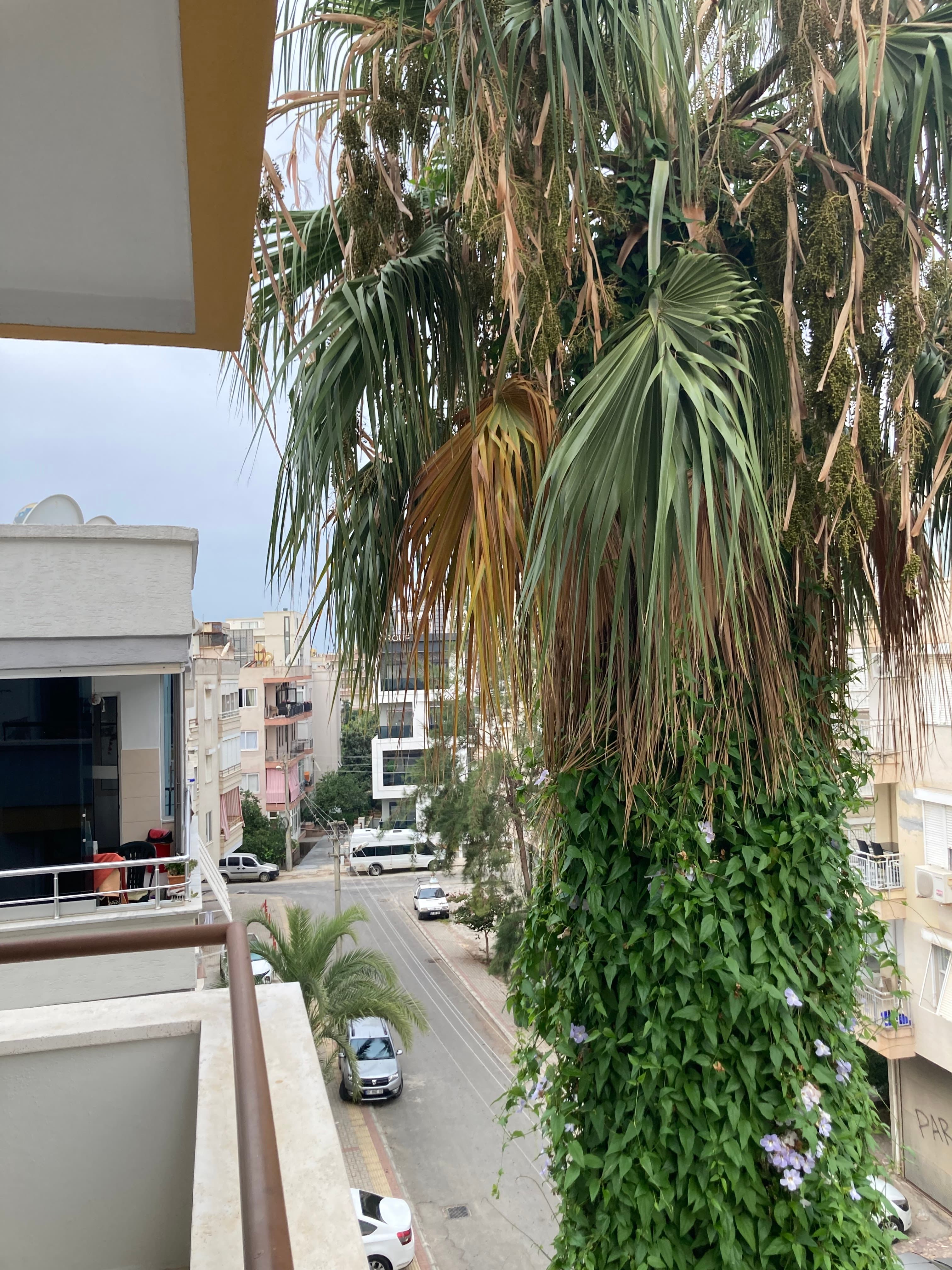 Apart Arsi Sweet Suite